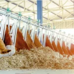 vaca simmental