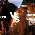 wagyu vs rubia gallega