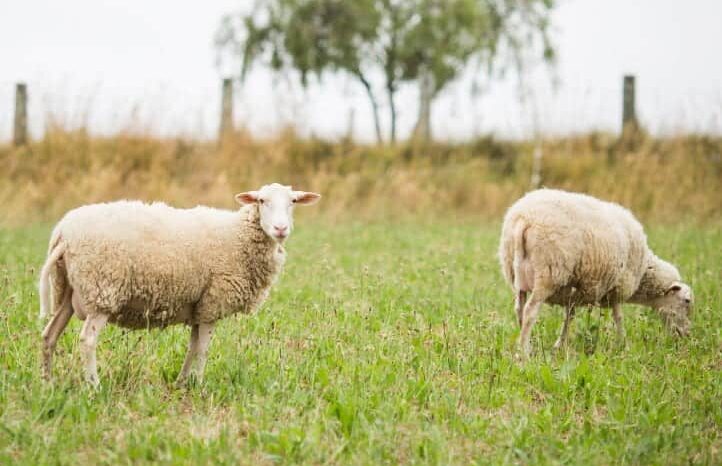donde comprar carne de cordero